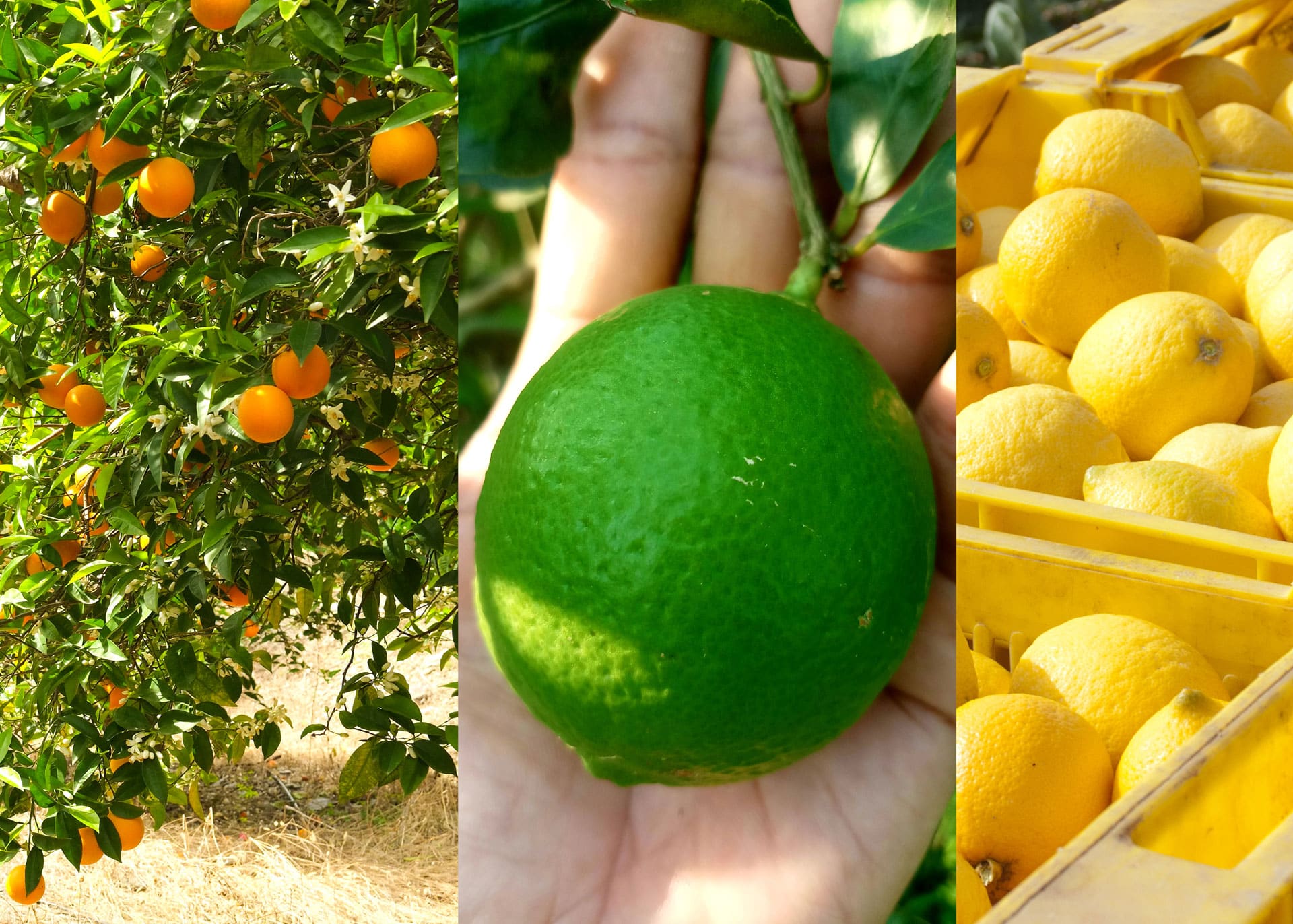 procurement and food safety